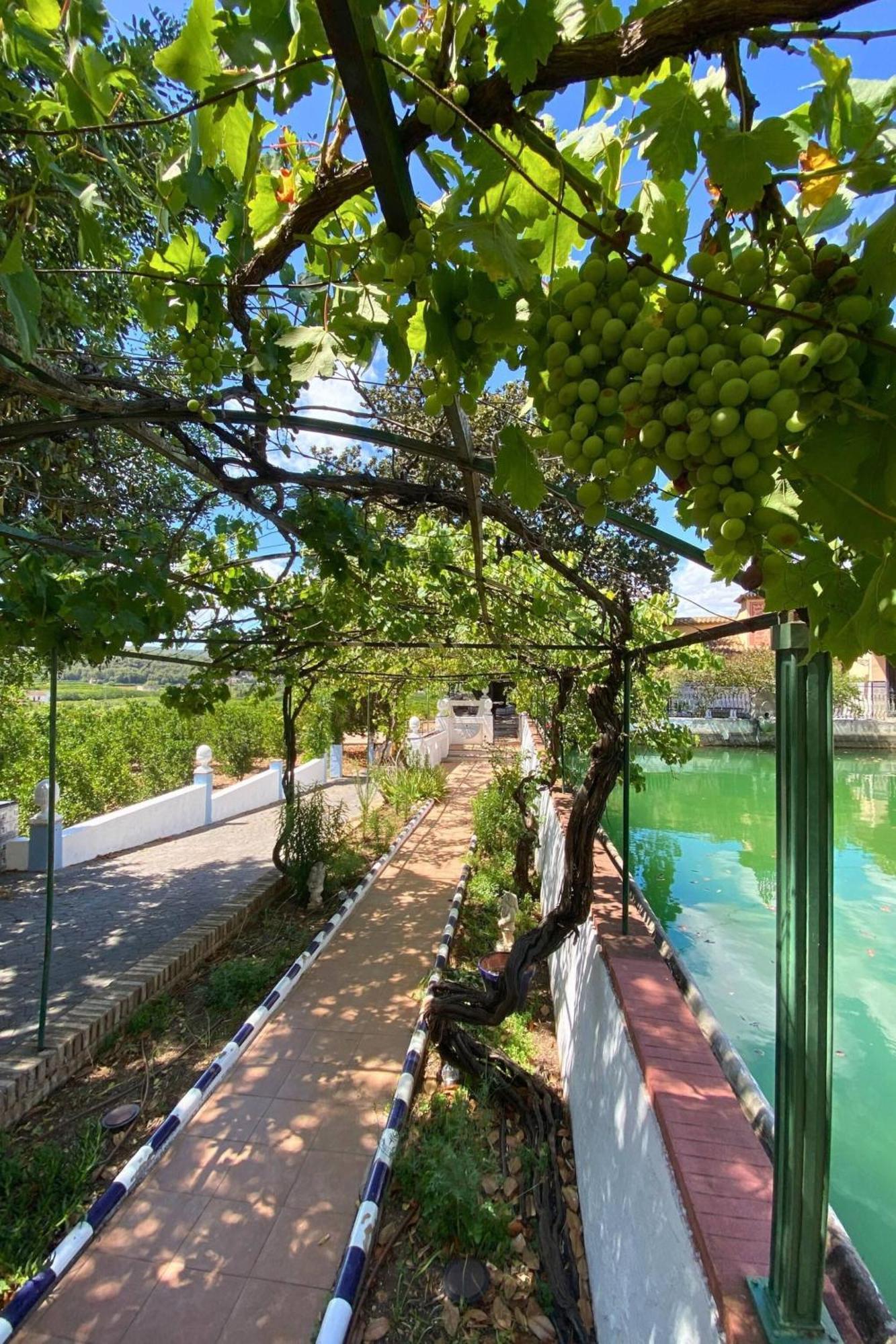 Casa Magnolia, A Rural Paradise House With Pool Alzira Exterior foto